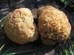 Спарассис курчавый, грибная капуста - Sparassis crispa (2)